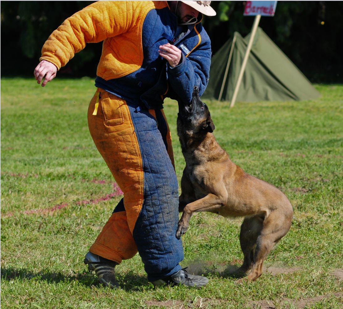 Sati Vom Haus Leigbiter | Belgian Malinois 