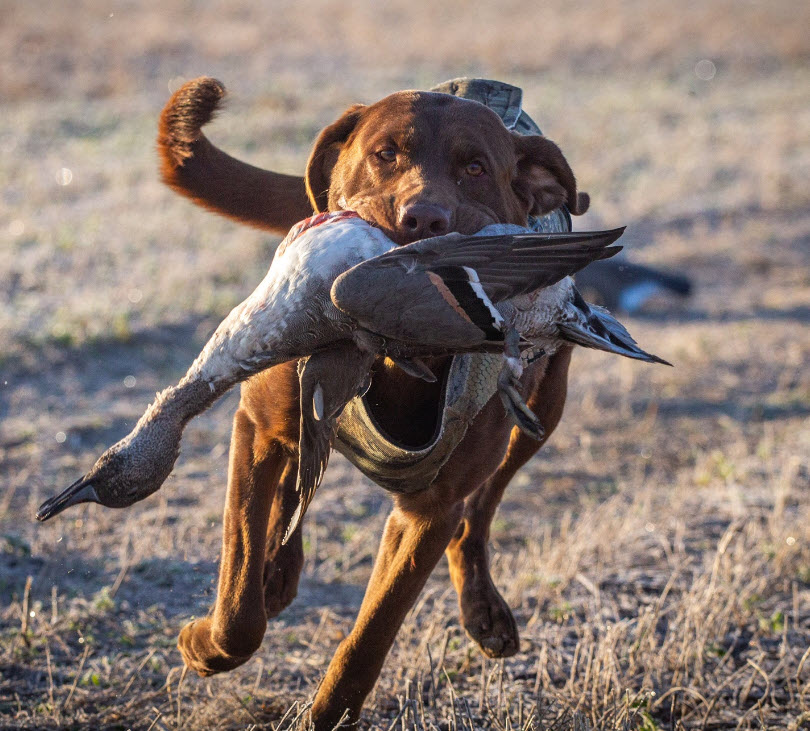 Taylor's Gone To Kansas | Chocolate Labrador Retriver