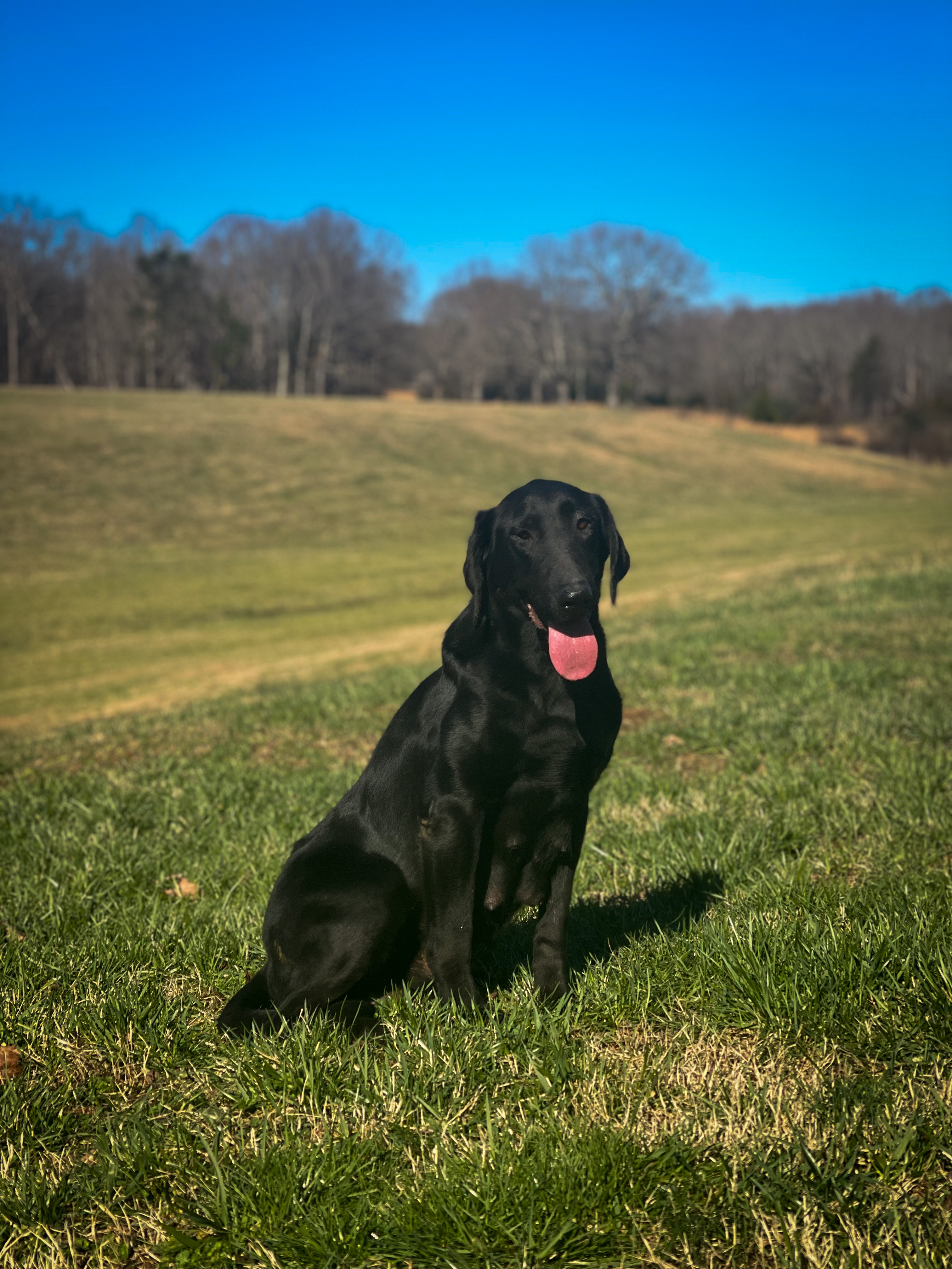 Rockytops Troublesome Ritz Cracker | Black Labrador Retriver