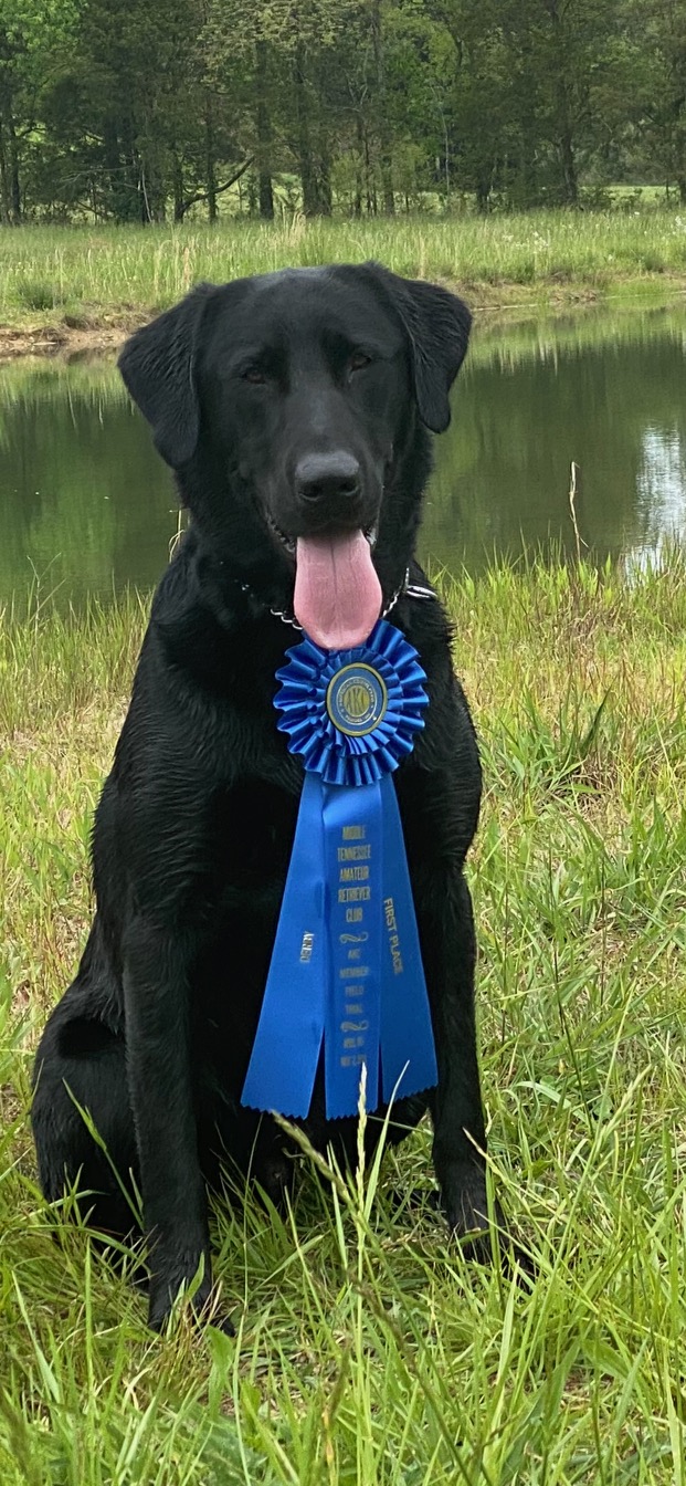 Troublesome Dr Quinn NDL | Black Labrador Retriver