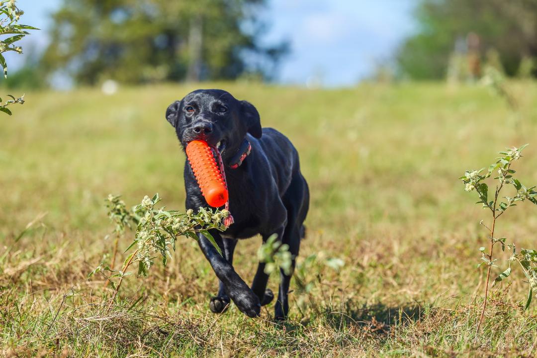 ETEK- Maverick Of Top Gun JH | Black Labrador Retriver