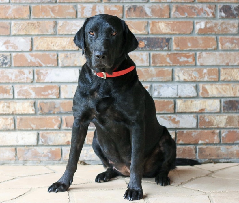 Charlie Rayne Douchard | Black Labrador Retriver