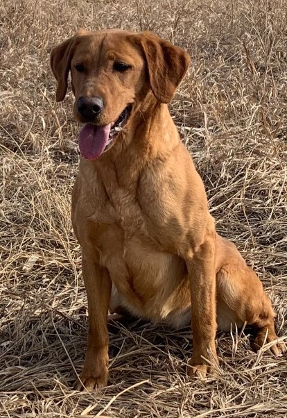 Granite Ledge's Give Me A Buzz | Yellow Labrador Retriver