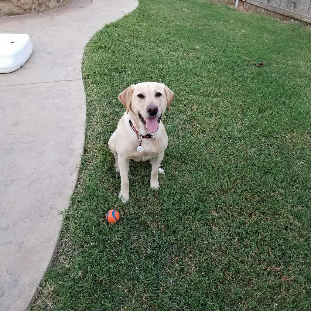 Cook's Callie | Yellow Labrador Retriver