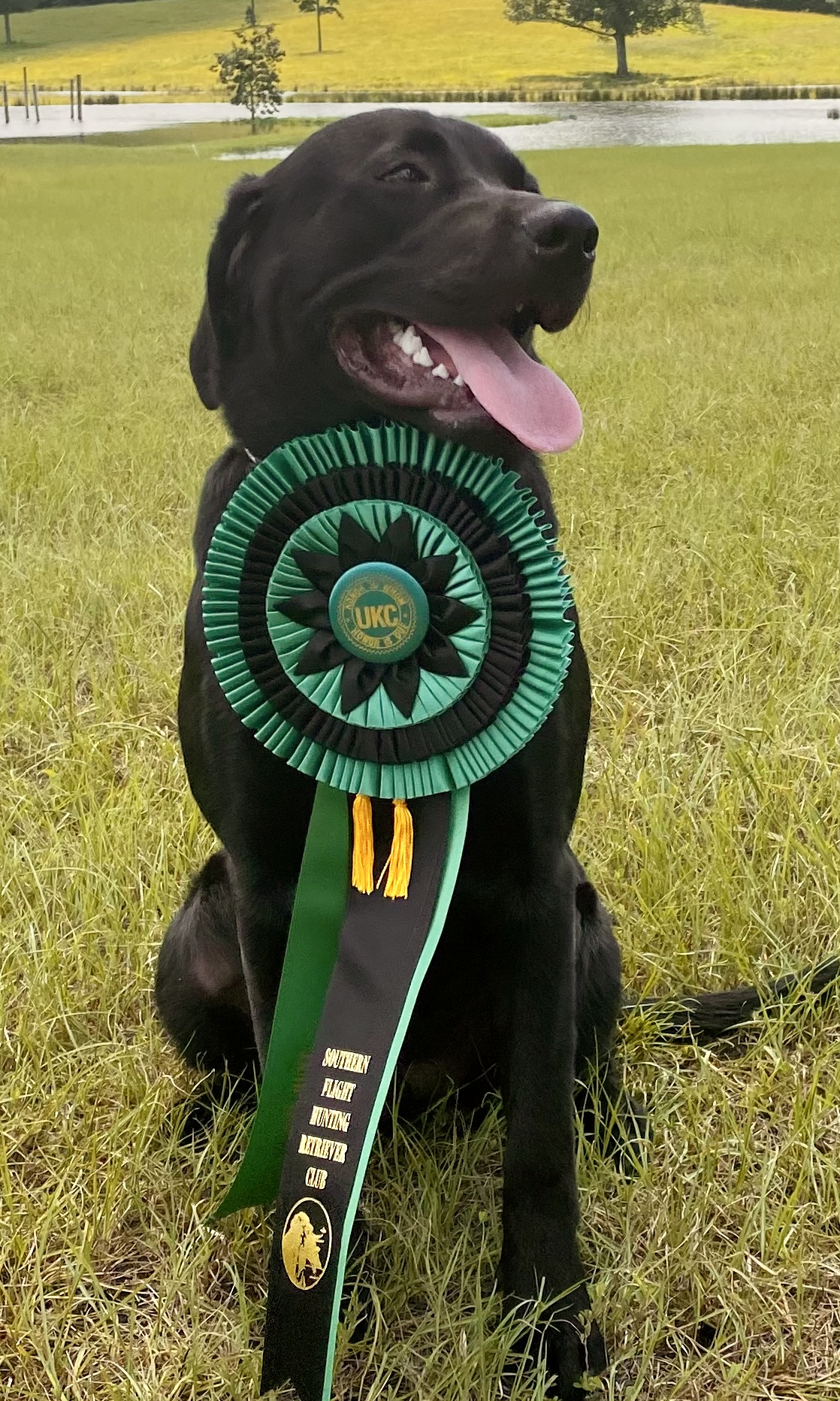 HRCH Saber Of The Sith Kylo | Black Labrador Retriver