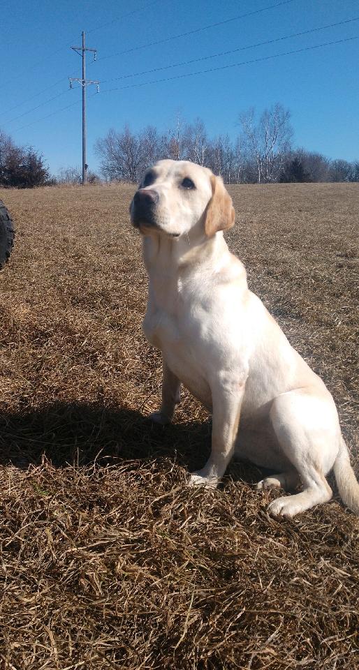 White Lily Of The Plains | Yellow Labrador Retriver