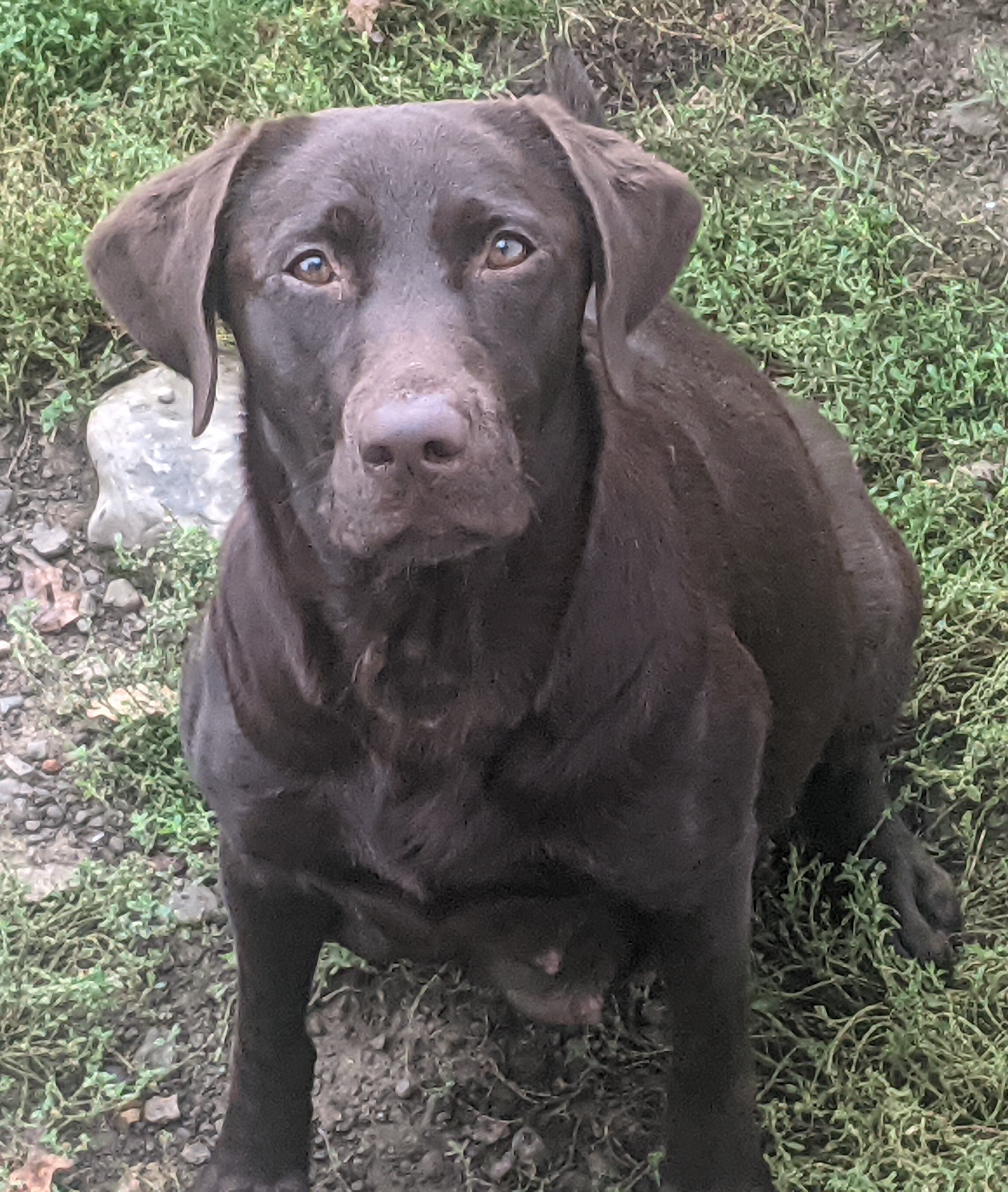 Owasco Valley's Tirana Duck Nut | Chocolate Labrador Retriver