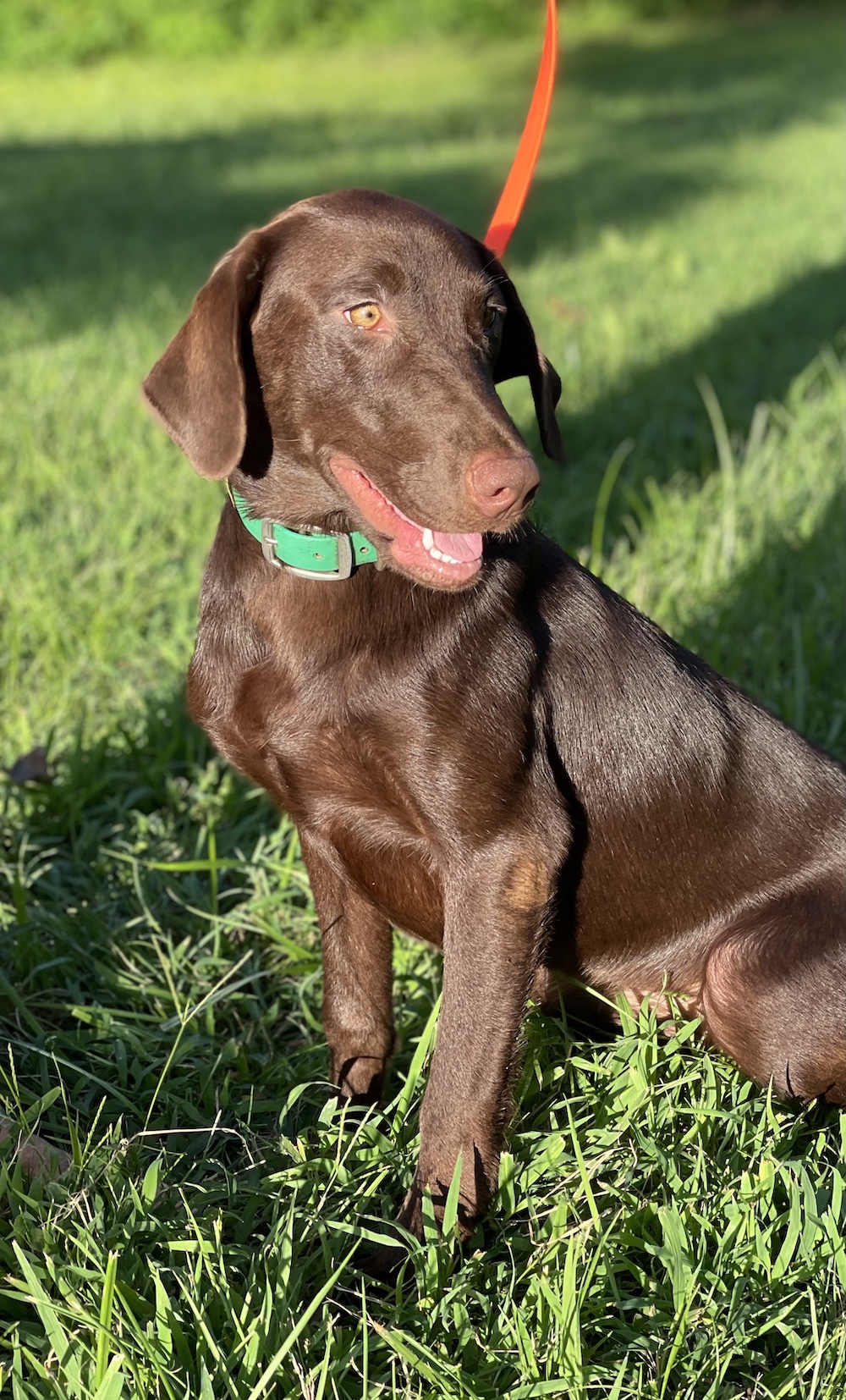 3 Ring Kaliope | Chocolate Labrador Retriver