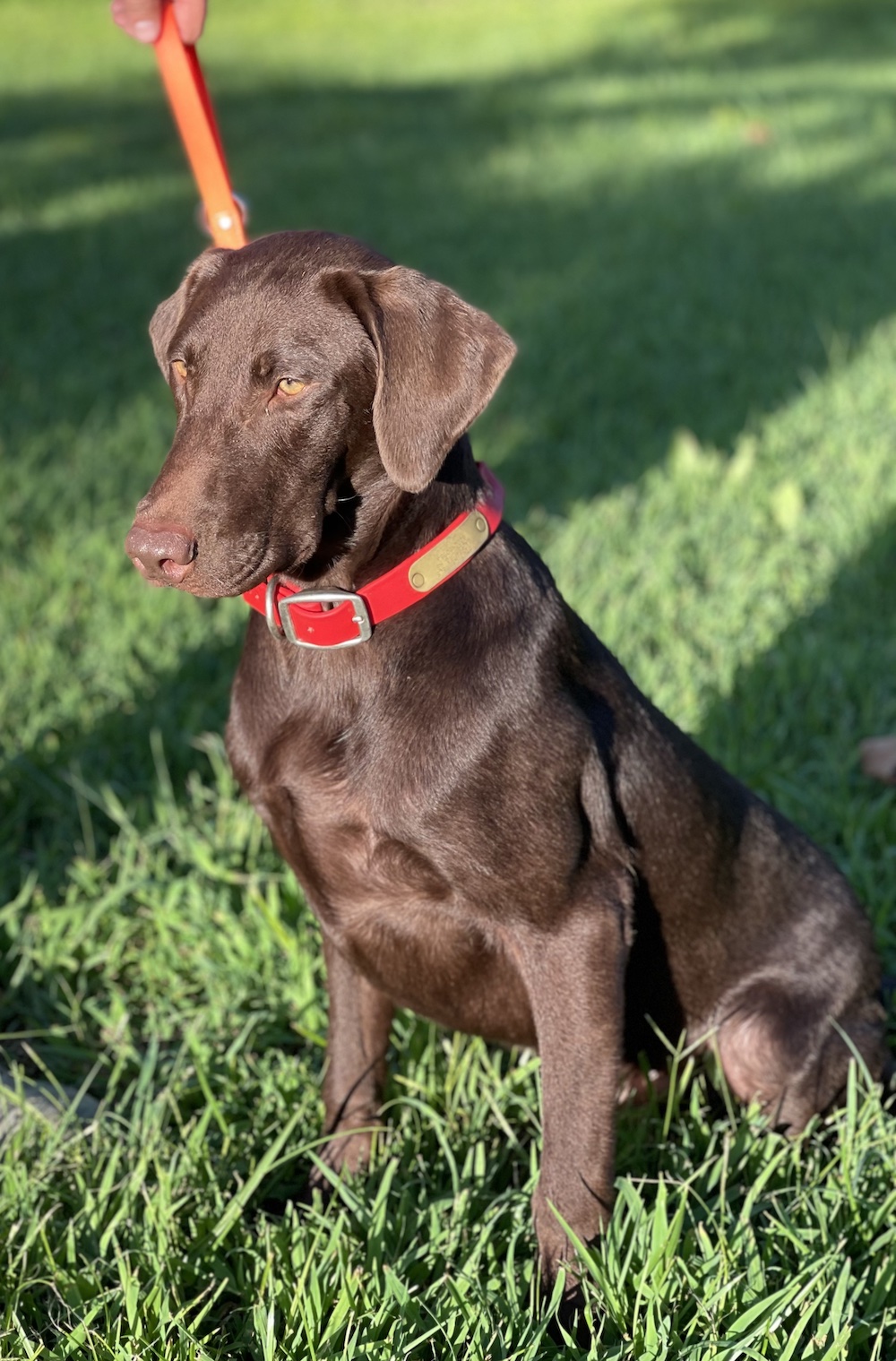 SHR 3 Ring Keplers Supernova | Chocolate Labrador Retriver