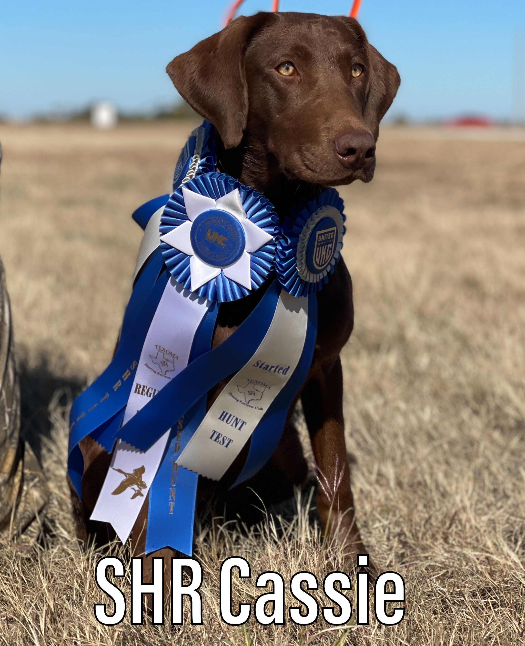 SHR 3 Ring Cassiopeia | Chocolate Labrador Retriver