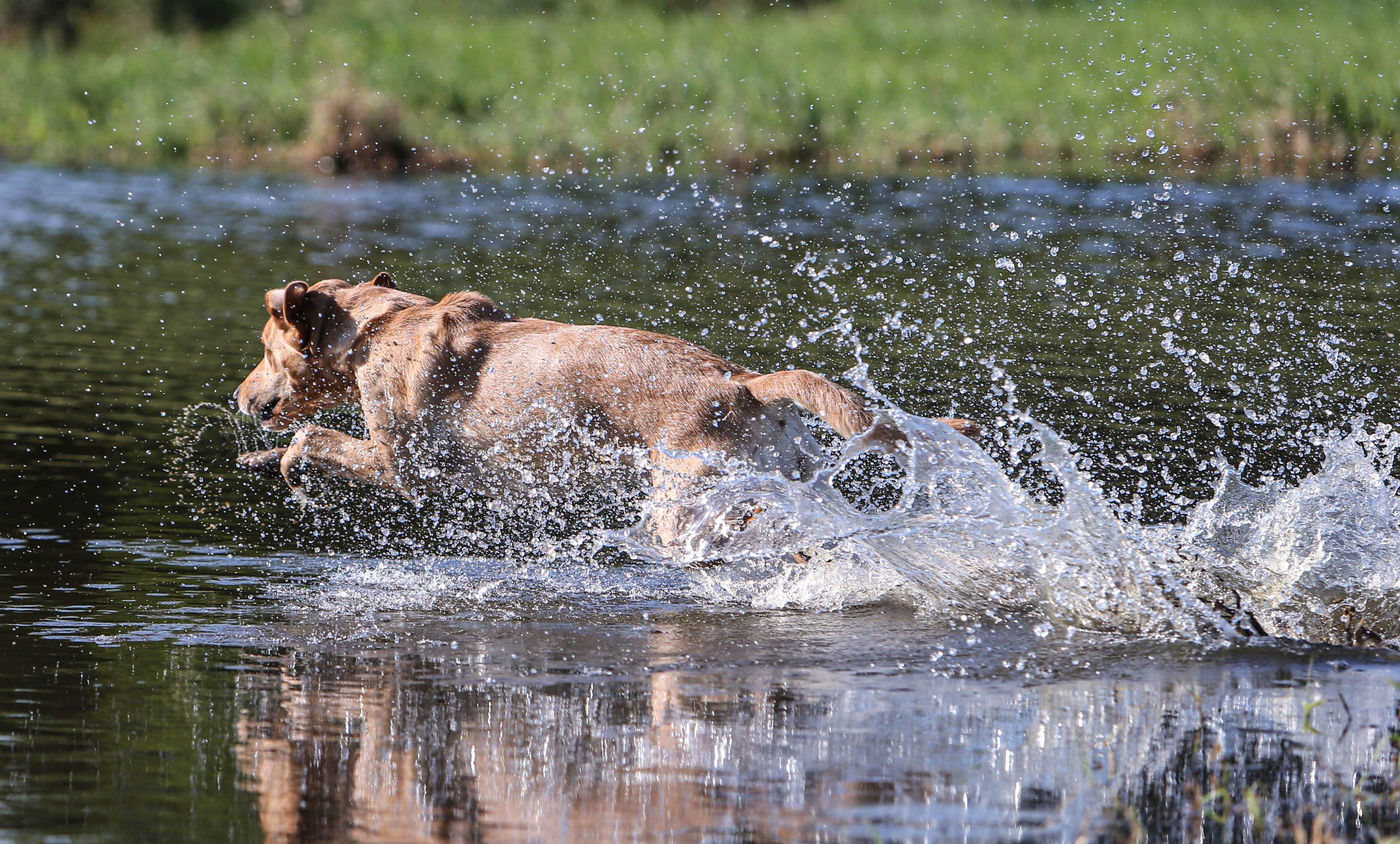 HR MC SN Newfound Honeysuckle Scentsatn CGCA | Yellow Labrador Retriver