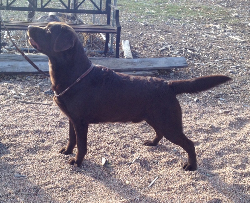 GCH CH Remington's Jackson Brown | Chocolate Labrador Retriver