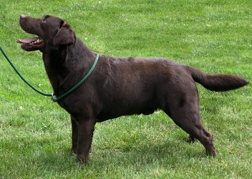 Mex CH Emperor Of Misty Dreams | Chocolate Labrador Retriver