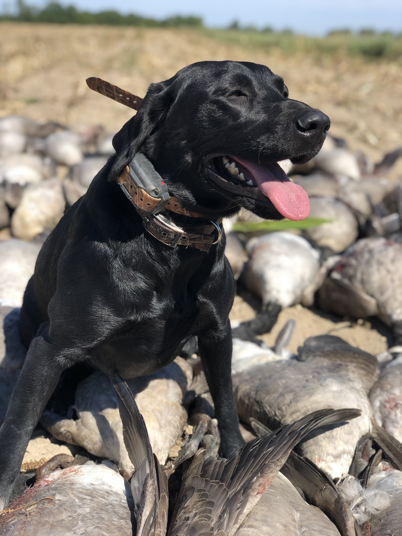 Champlains Black Juice MH | Black Labrador Retriver