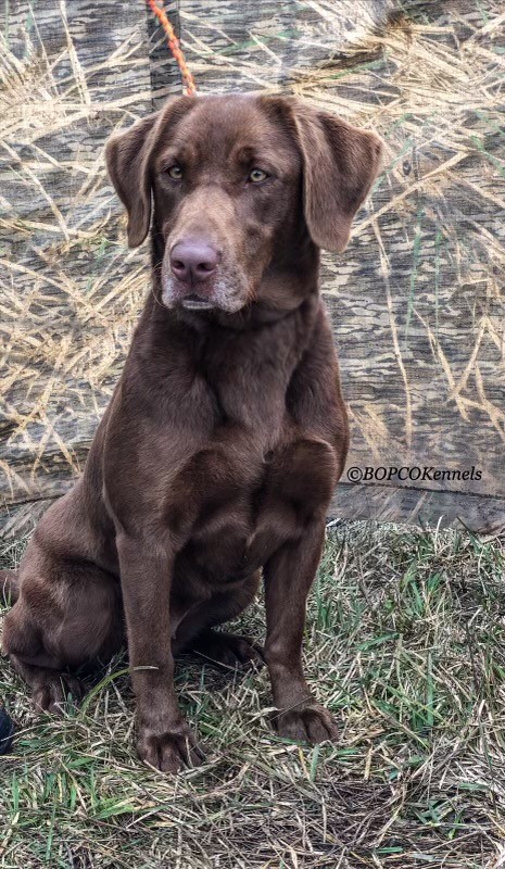 HR Bopco's Chocolate Sookie SH | Chocolate Labrador Retriver