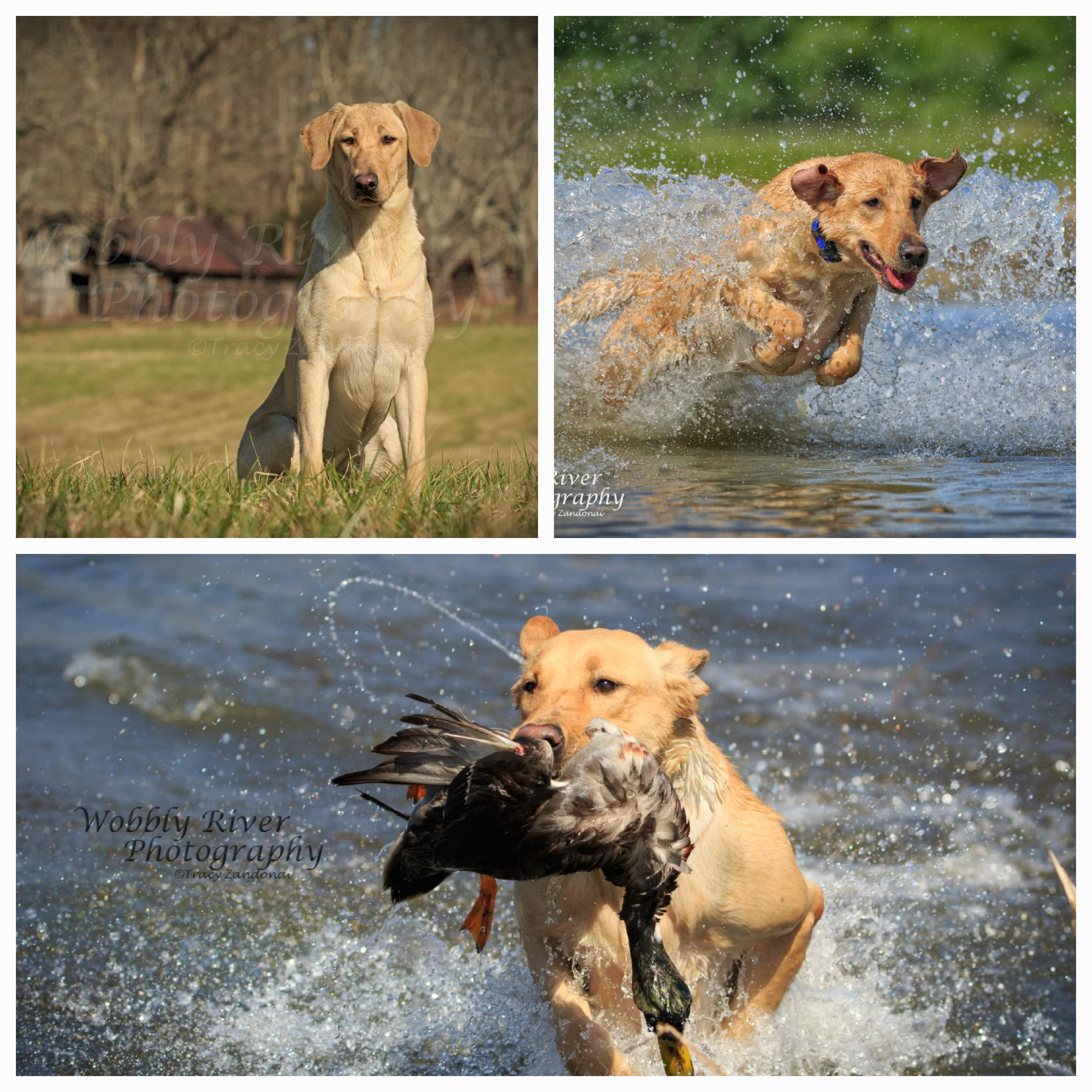 Wobbly River's Mind Your Own Beeswax MH | Yellow Labrador Retriver