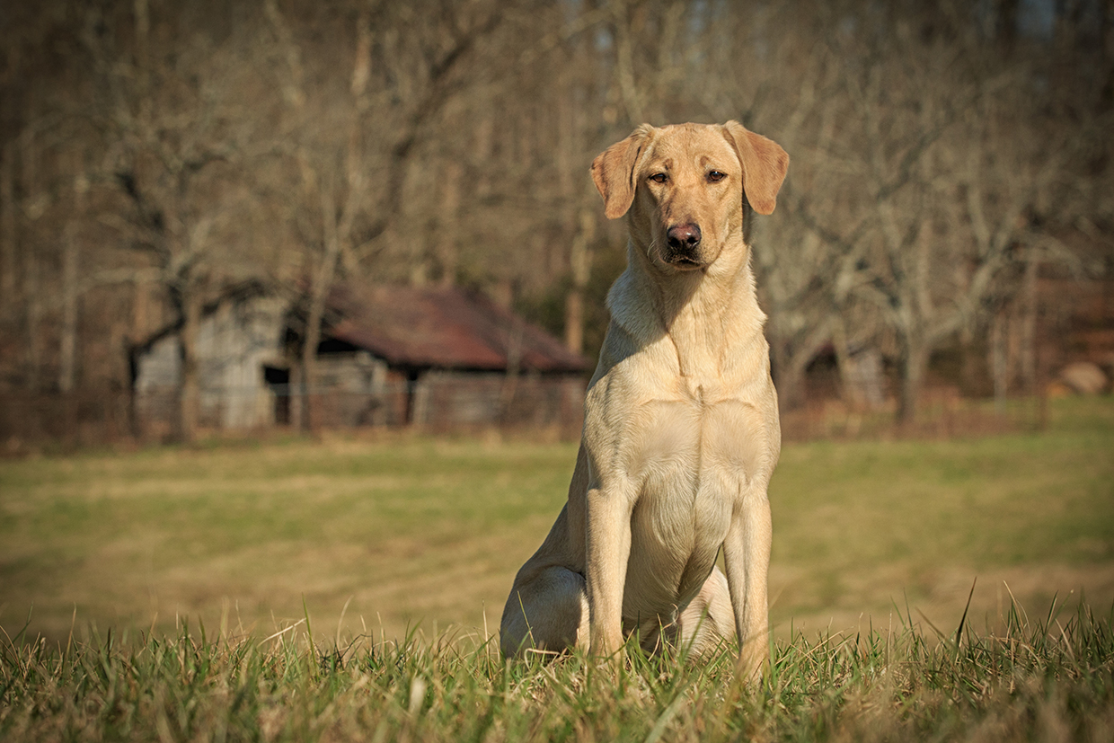 Wobbly River's Mind Your Own Beeswax MH | Yellow Labrador Retriver