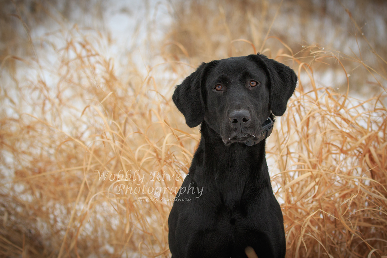 Wobbly River's Moving On Up | Black Labrador Retriver