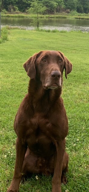 HRCH  Way-da-go Homeboy MH | Chocolate Labrador Retriver