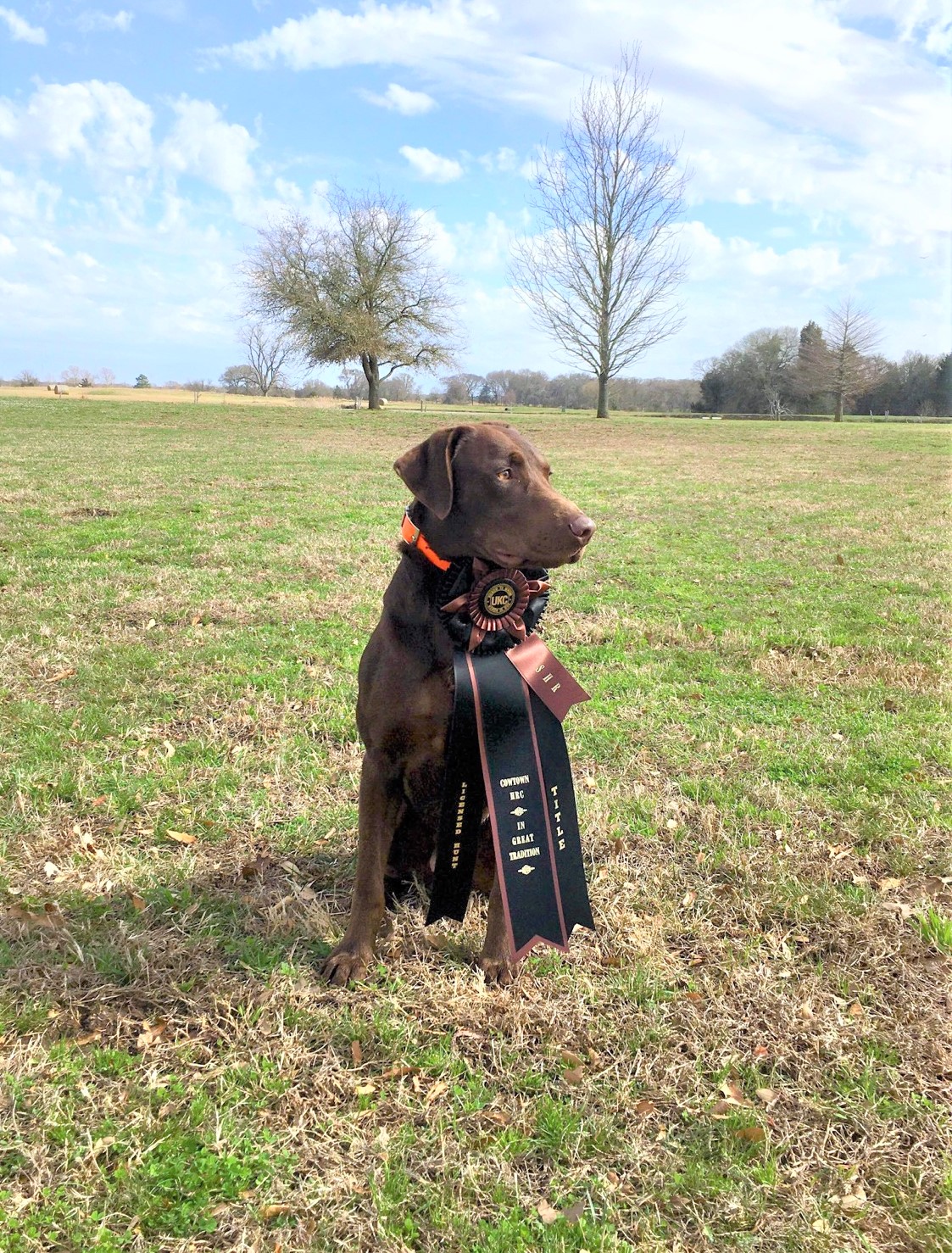 SHR Rowdy The Tejano Rooster | Chocolate Labrador Retriver