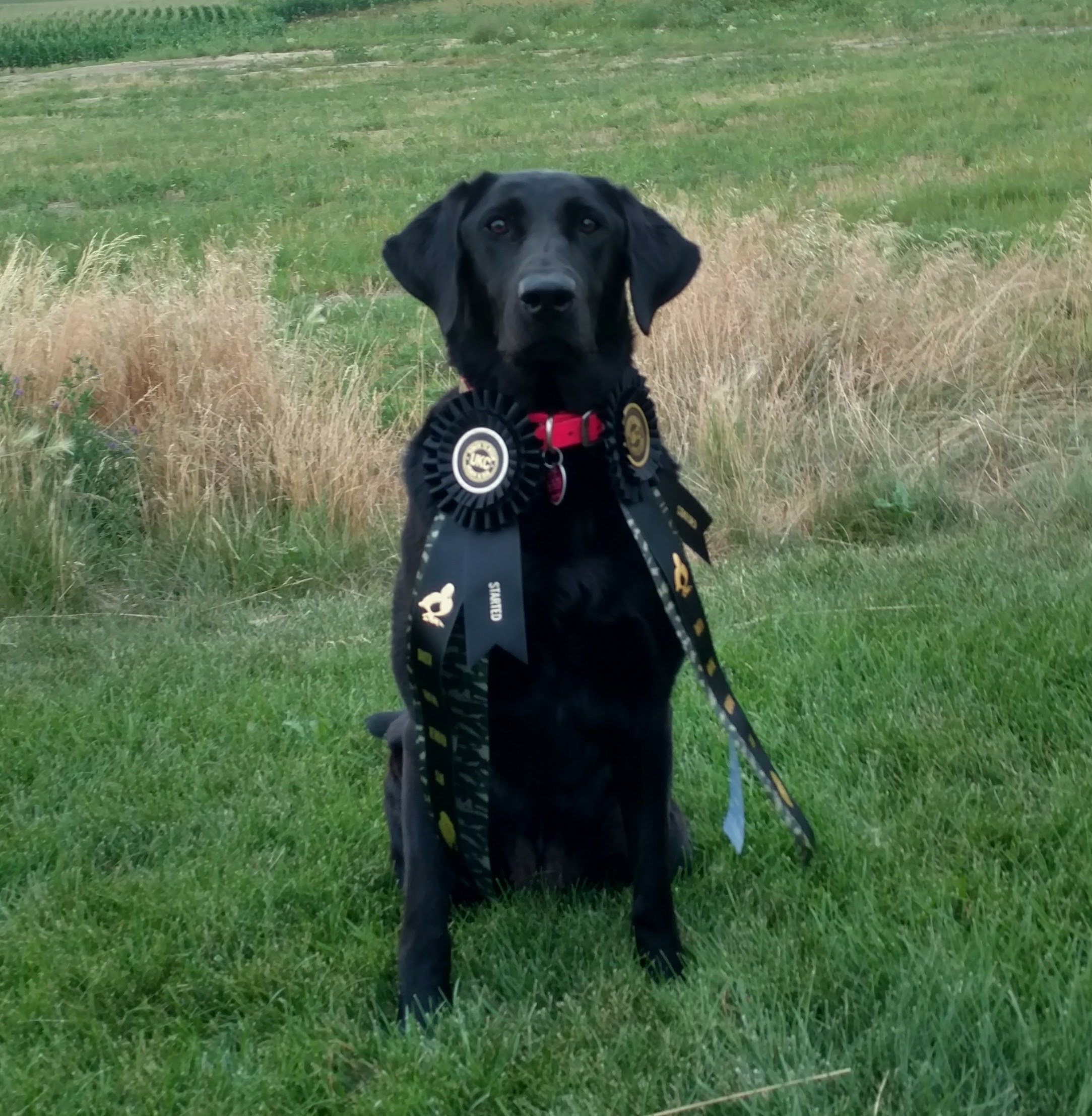 HRCH Queen Kimber Cari 2 | Black Labrador Retriver