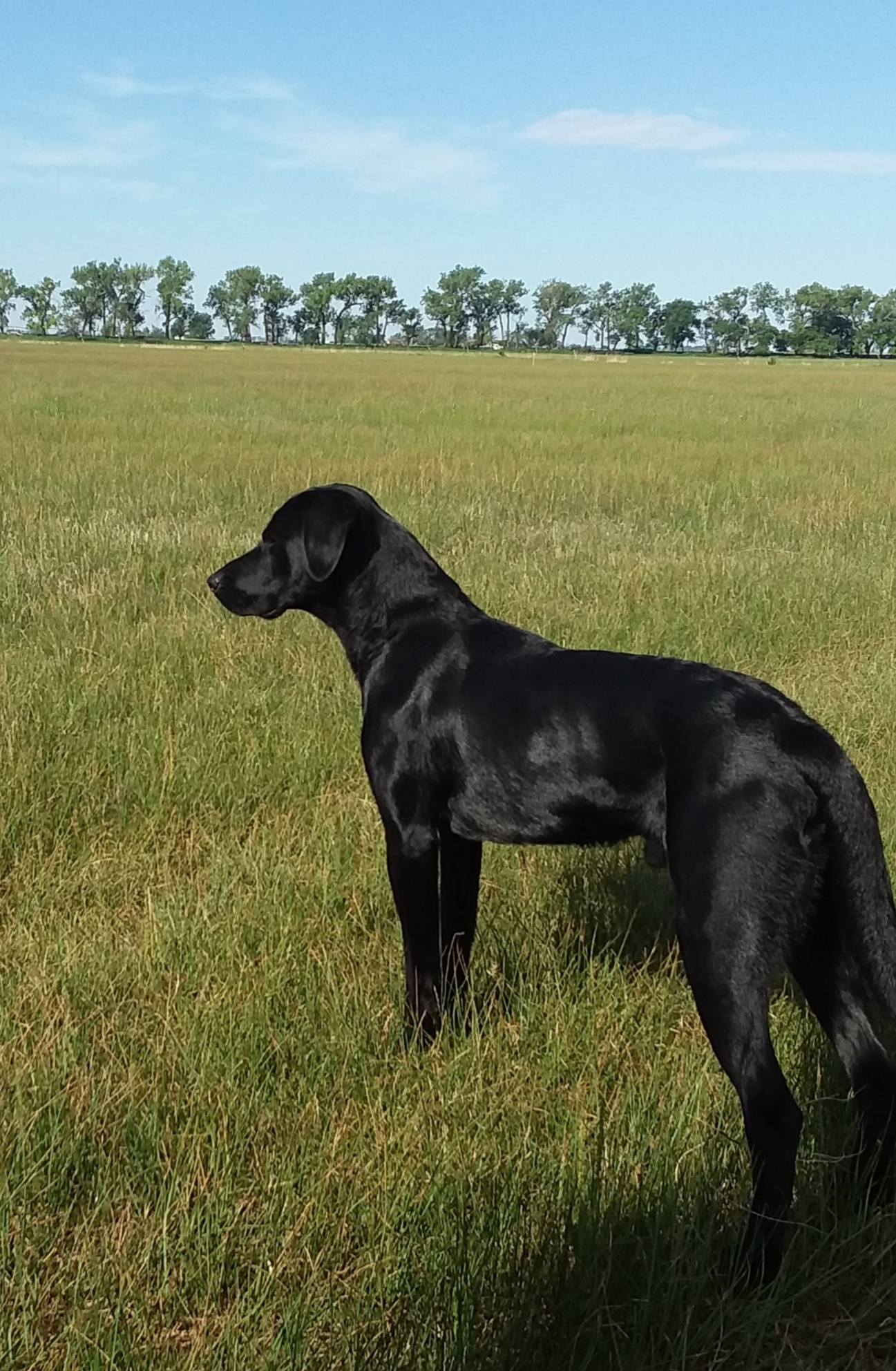 Teacher's By The Book | Black Labrador Retriver