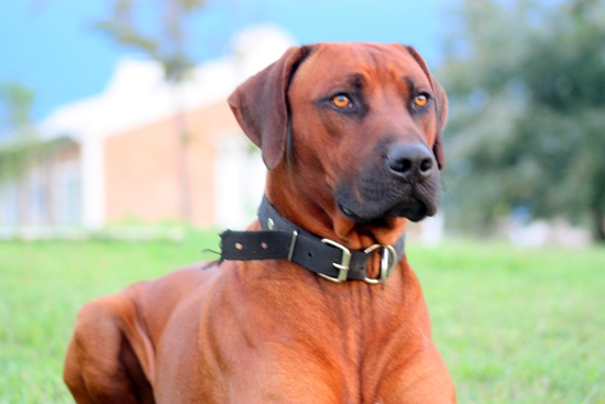 Aresvuma Ujambo Tuako | Rhodesian Ridgeback 