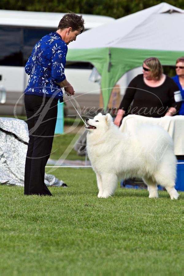 Lealsam Opal N Pearls | Samoyed 