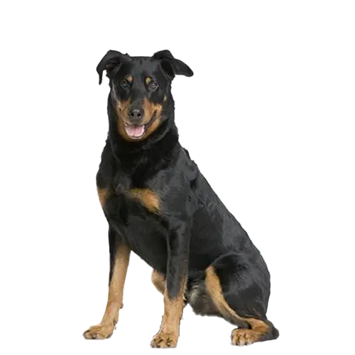 Beauceron