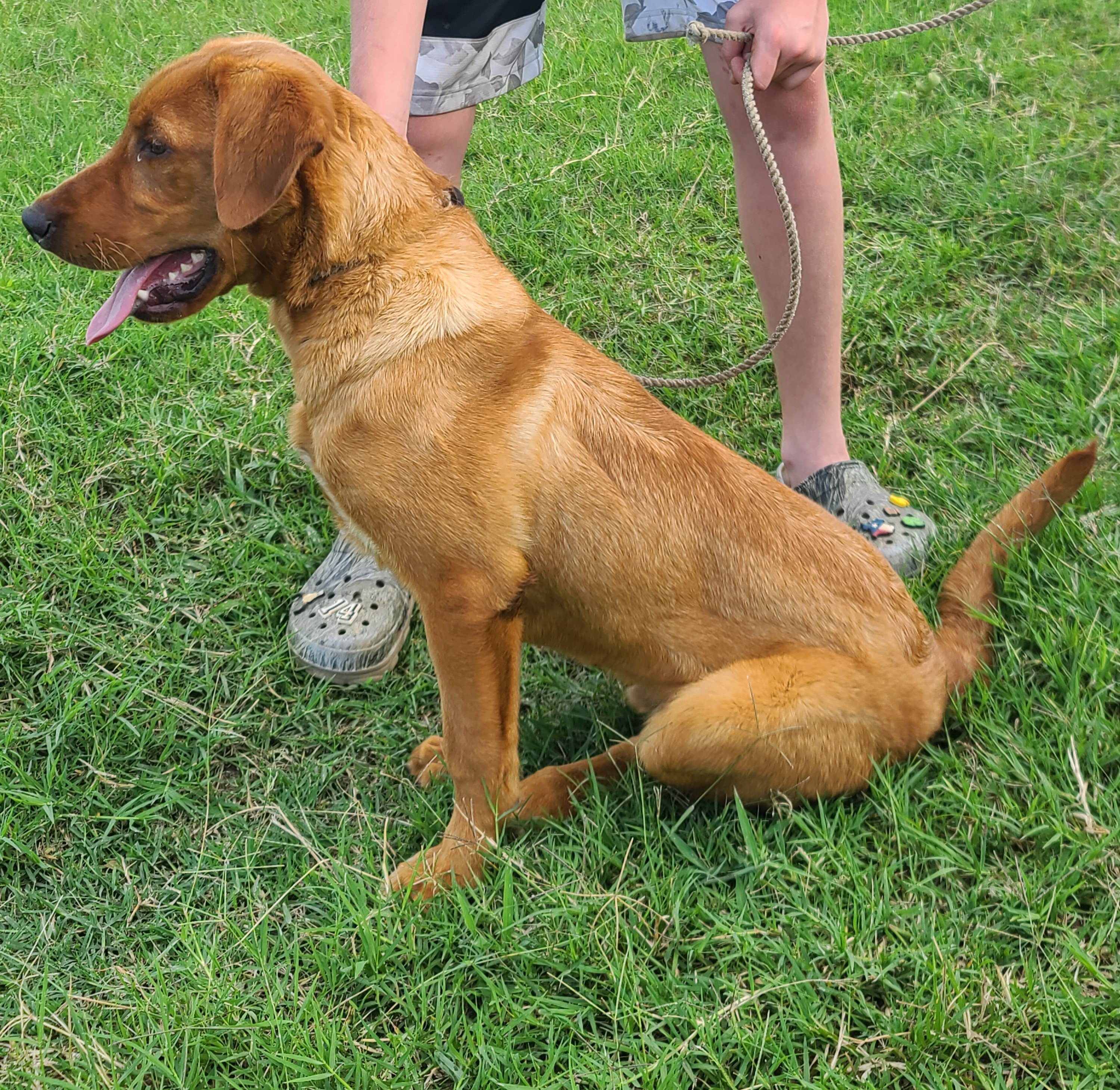 HR Bear Bottoms Rusty Lagniappe | Yellow Labrador Retriver