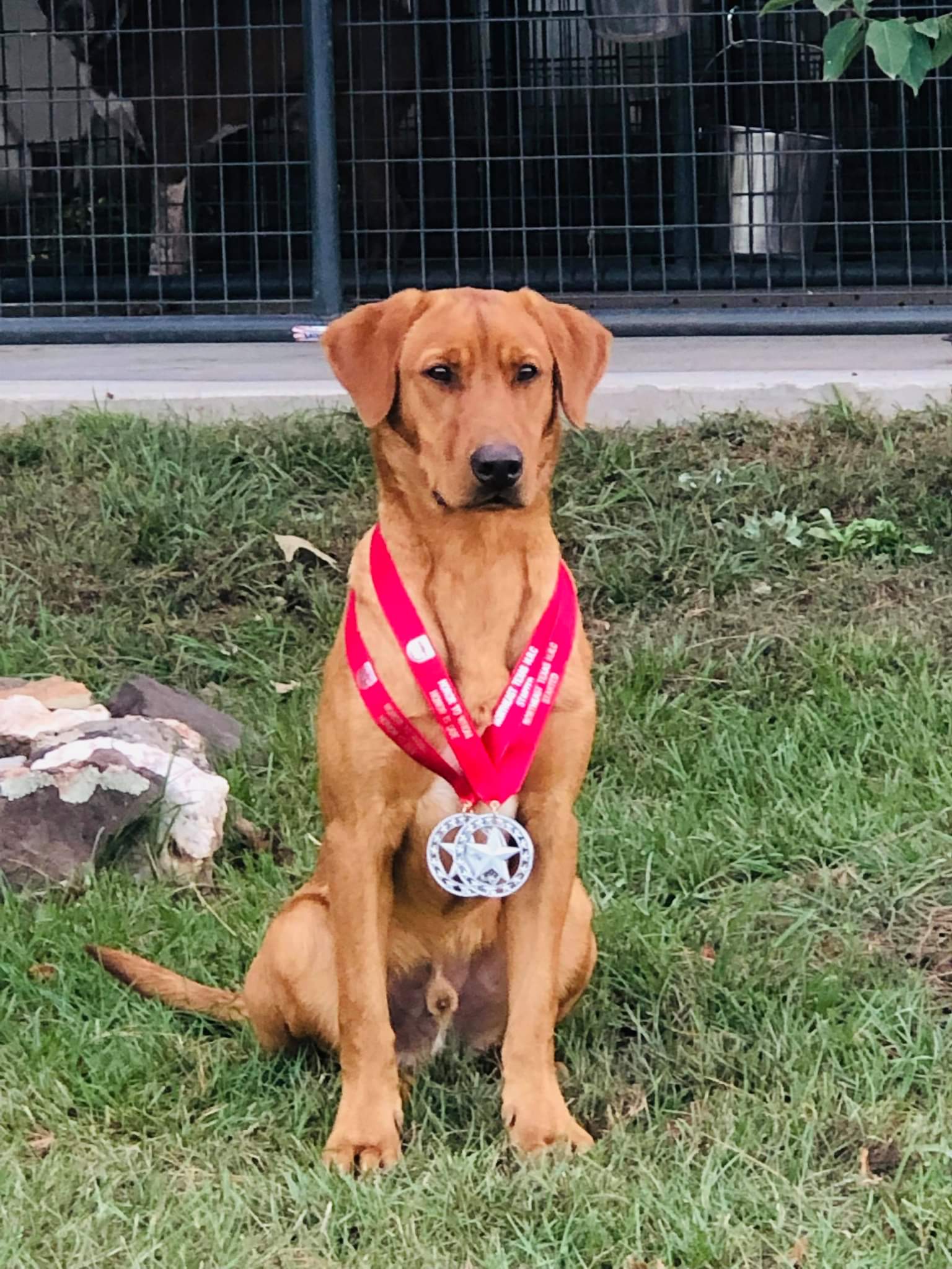 HR Bear Bottoms Rusty Lagniappe | Yellow Labrador Retriver