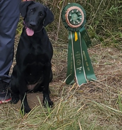 HRCH Duchess Ellie Of Colonel Reb | Black Labrador Retriver