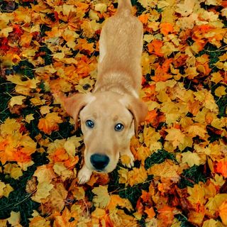 Moonlights Making Things Complicated  TKN | Yellow Labrador Retriver