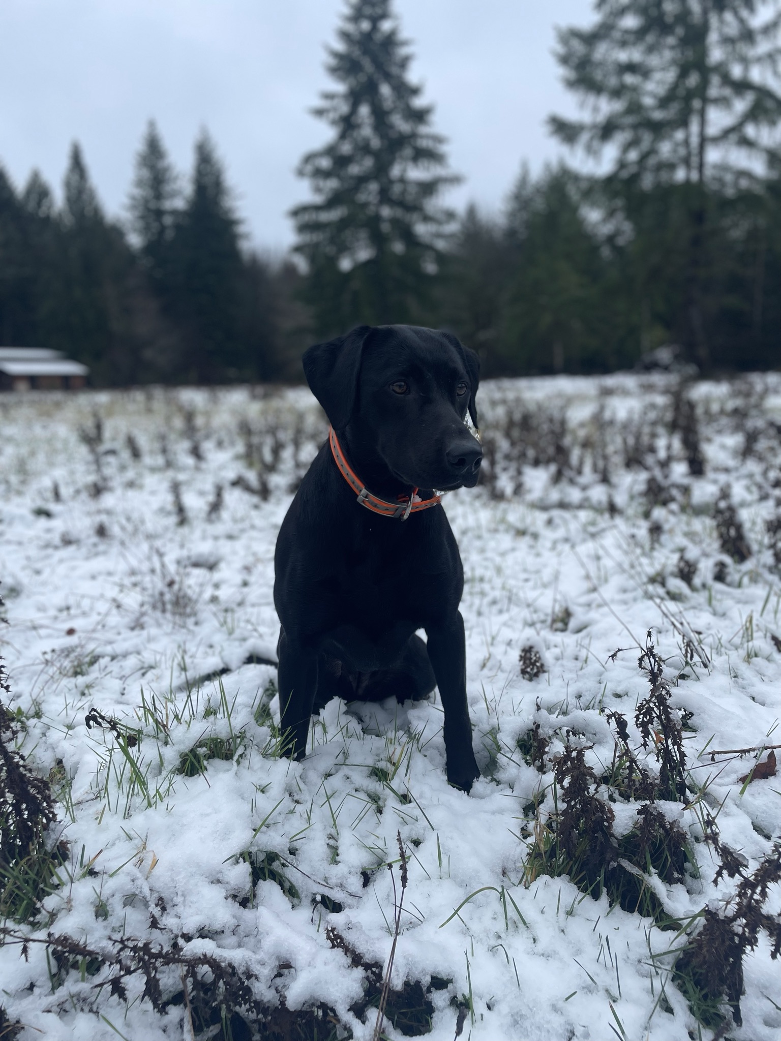 Rippin Through The Neighborhood | Black Labrador Retriver