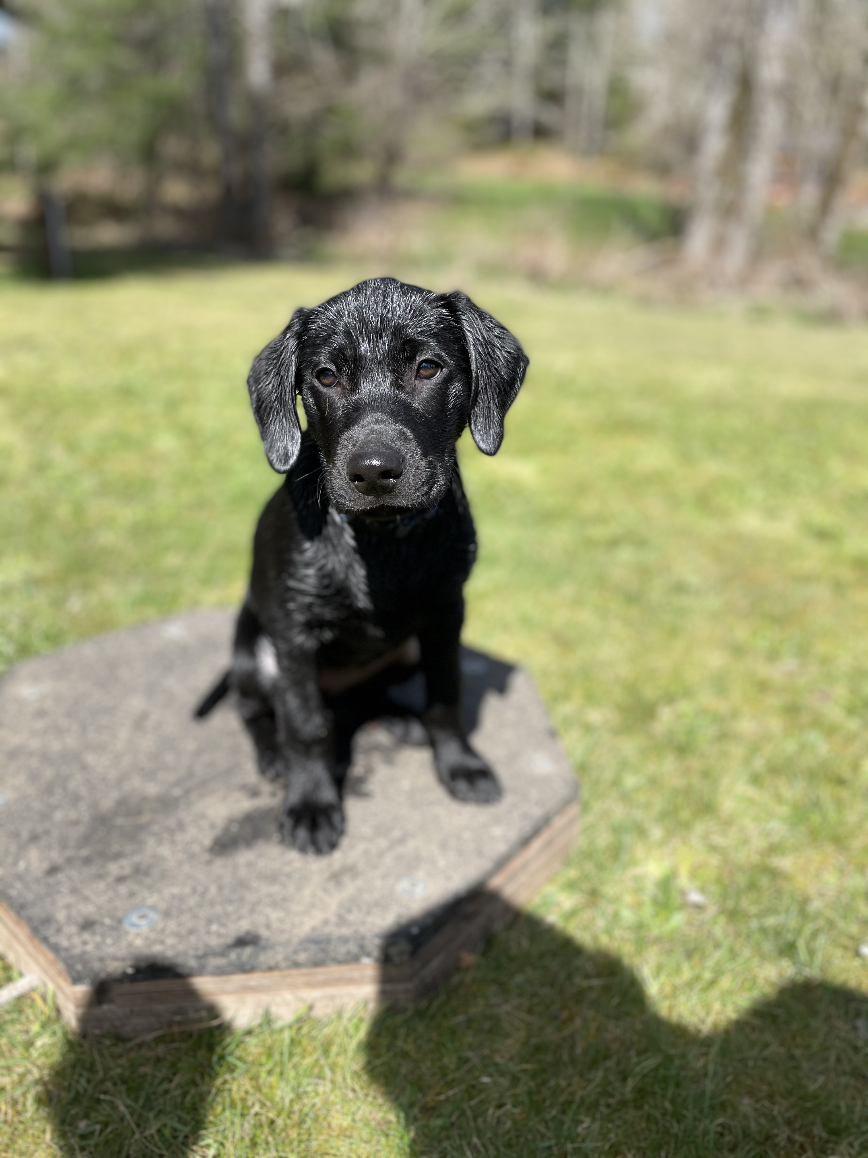 Rippin Through The Neighborhood | Black Labrador Retriver