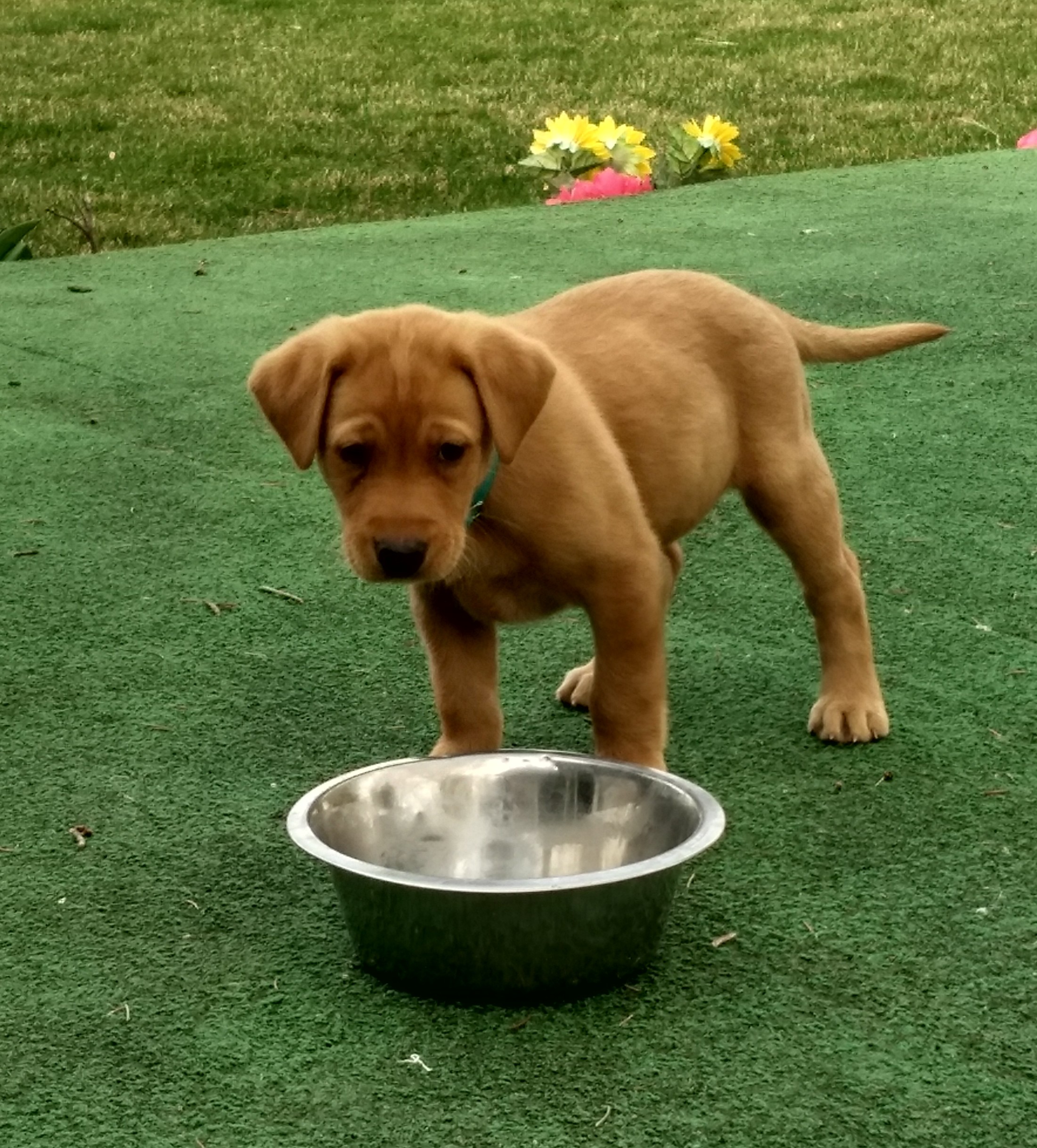 Newcomb's Mato Sa Tanka | Yellow Labrador Retriver