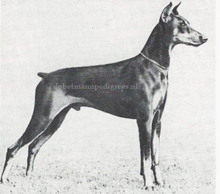 Rancho Dobe's Storm | Black Doberman Pinscher