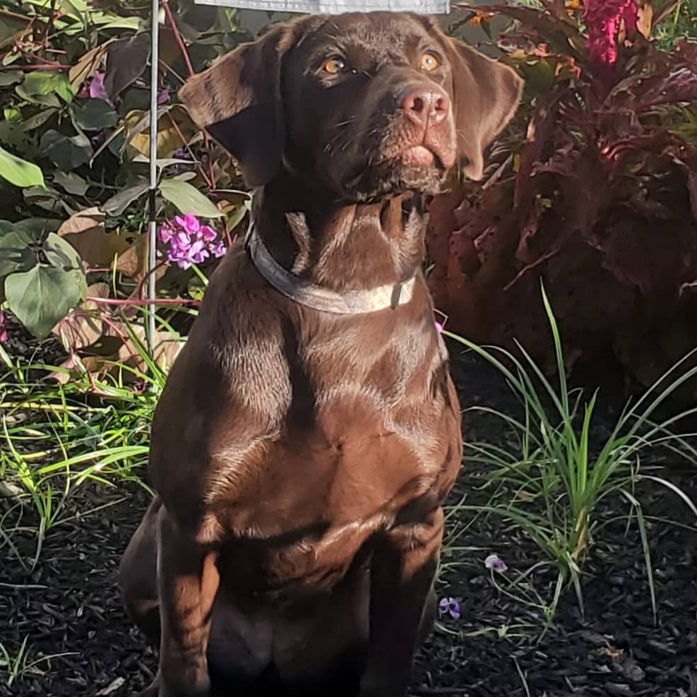SHR  Big Water Dreams The Jewel In Willie's Crown | Chocolate Labrador Retriver