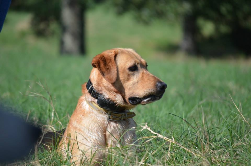 HRCH Backwater Mister Sandman | Yellow Labrador Retriver