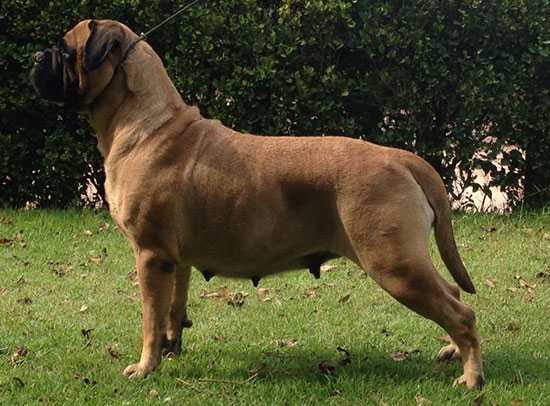 Bullvillage Miss Sunshine | Bullmastiff 