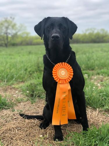 Watercross Ajax MH | Black Labrador Retriver