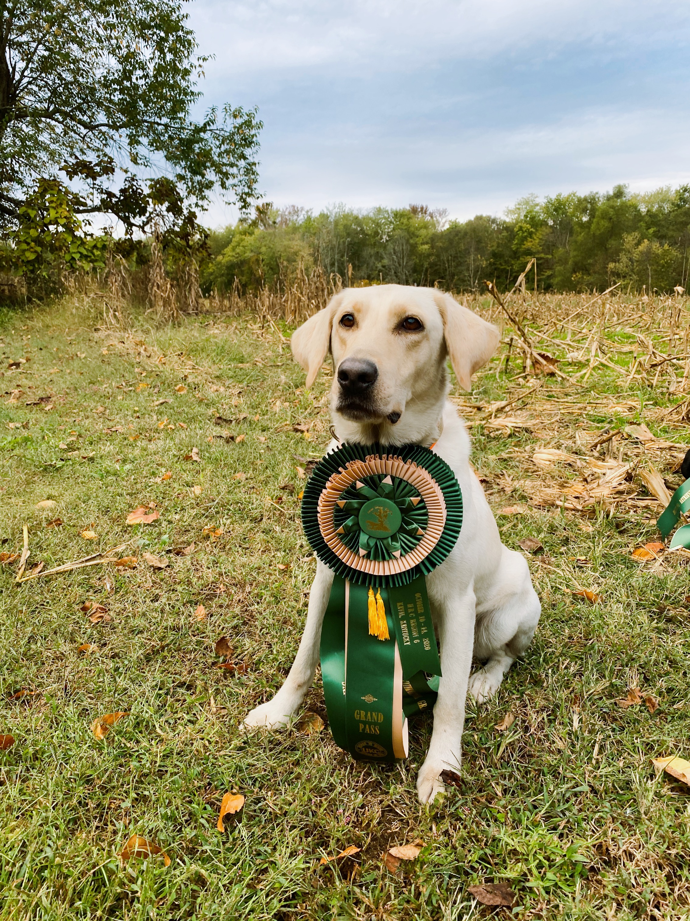 HRCH Sur-shots Diamond In The Rough MH | Yellow Labrador Retriver