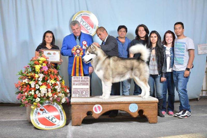 Kabluna Poleka Kasue | Alaskan Malamute 