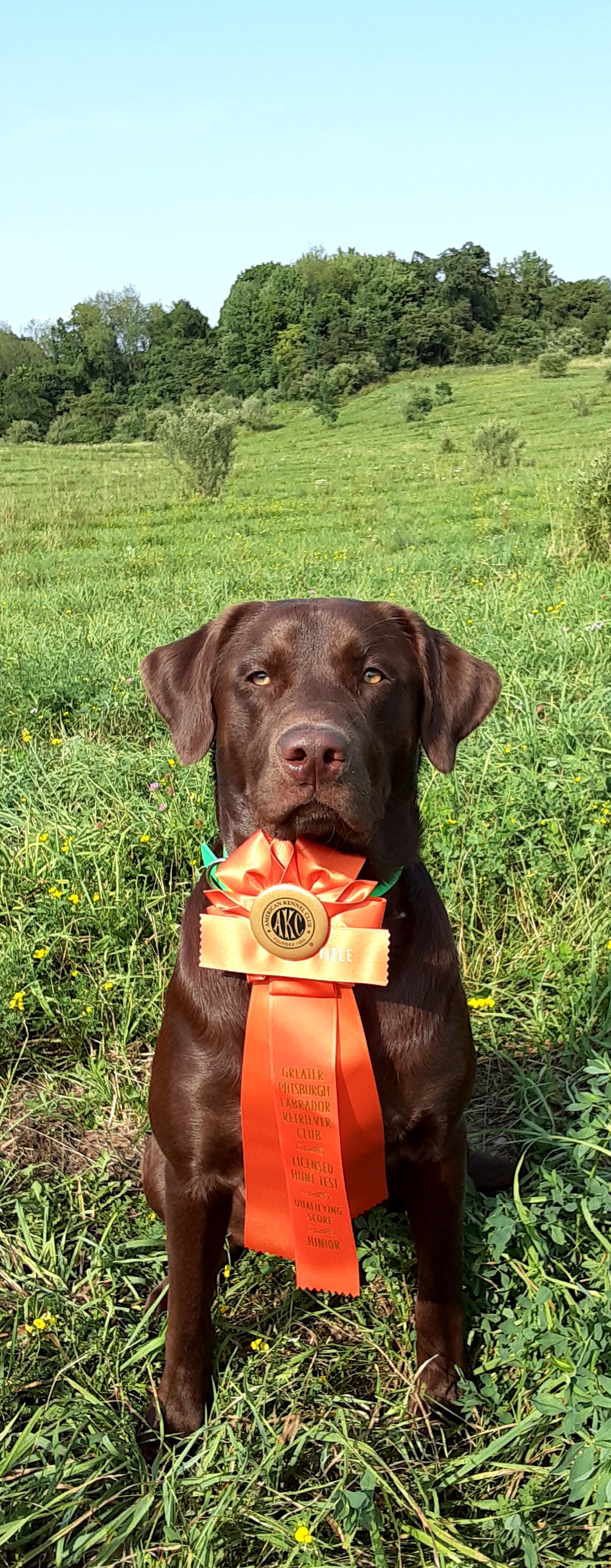 The Relentless Bosco JH | Chocolate Labrador Retriver