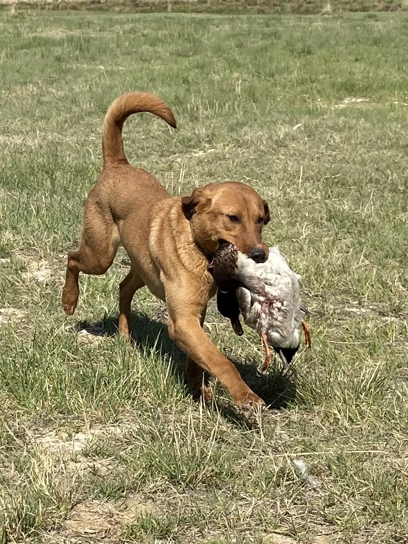 SHR Moores Explosive Huck Of The Irish JH | Yellow Labrador Retriver