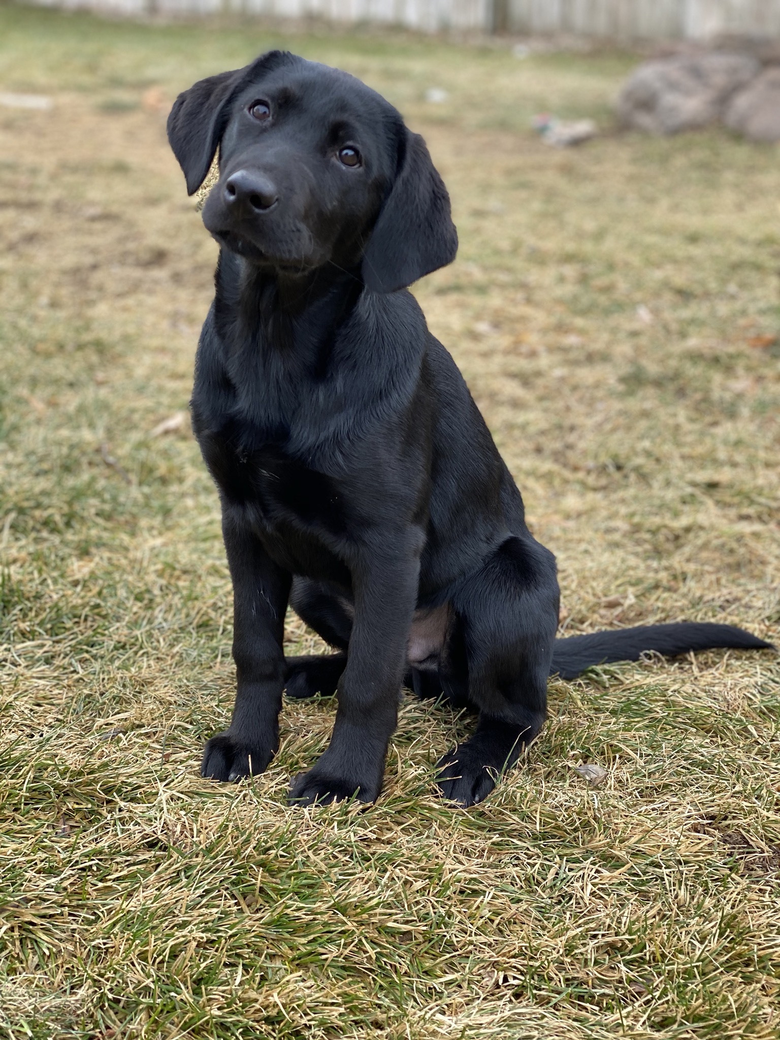 SHR Moores Bzns Explosive Midnight Romeo JH | Black Labrador Retriver