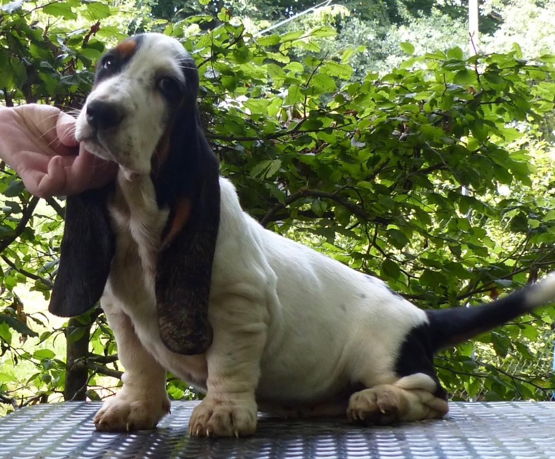 Kuorii Ella Lopez | Basset Hound 