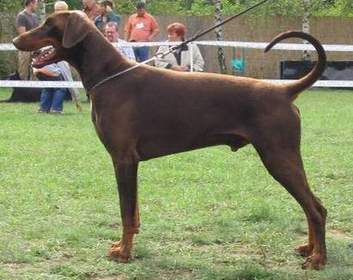 Dsebo v.d. Rosenhöhe | Brown Doberman Pinscher