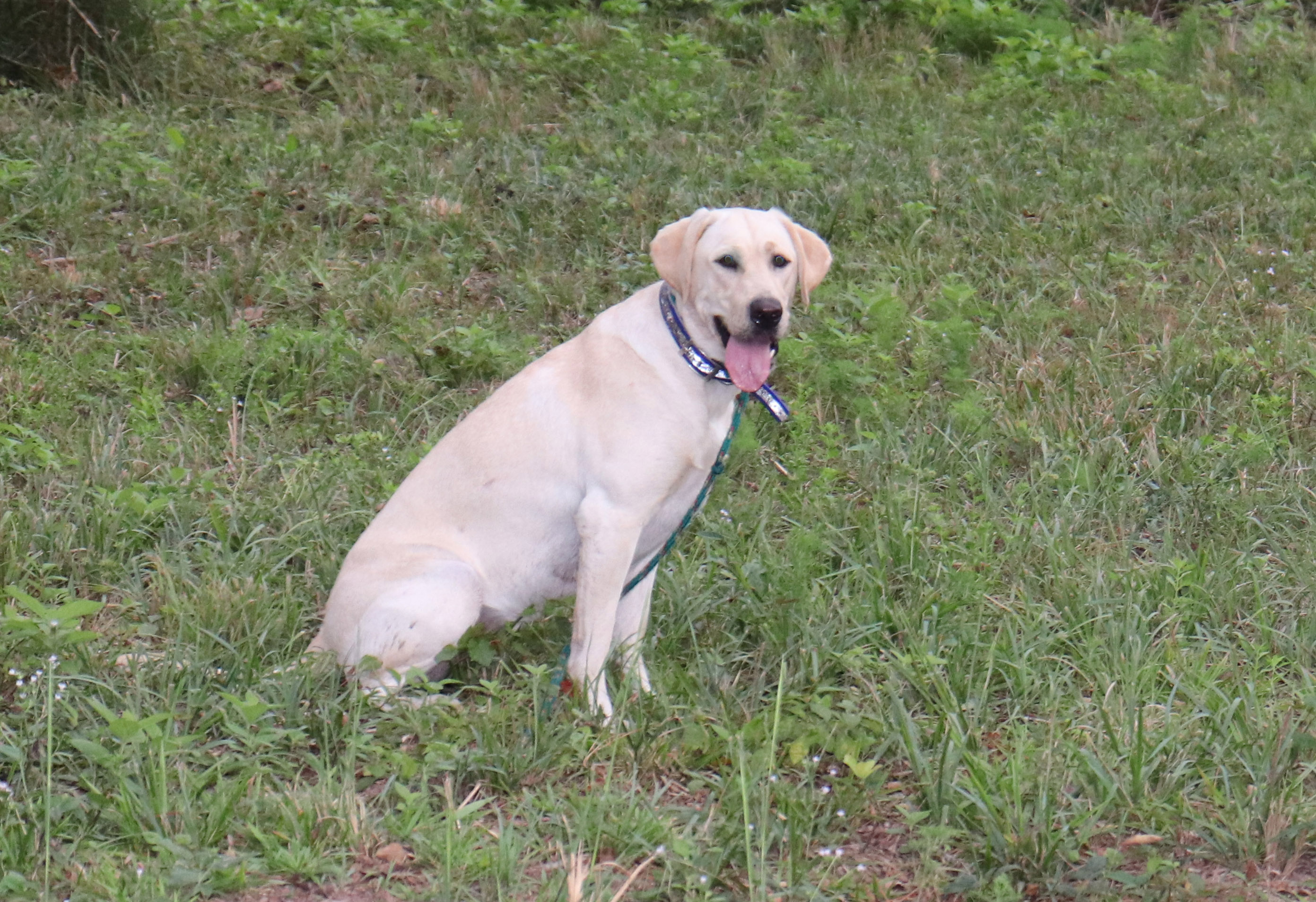 Cdr's Vibia Perpetua | Yellow Labrador Retriver