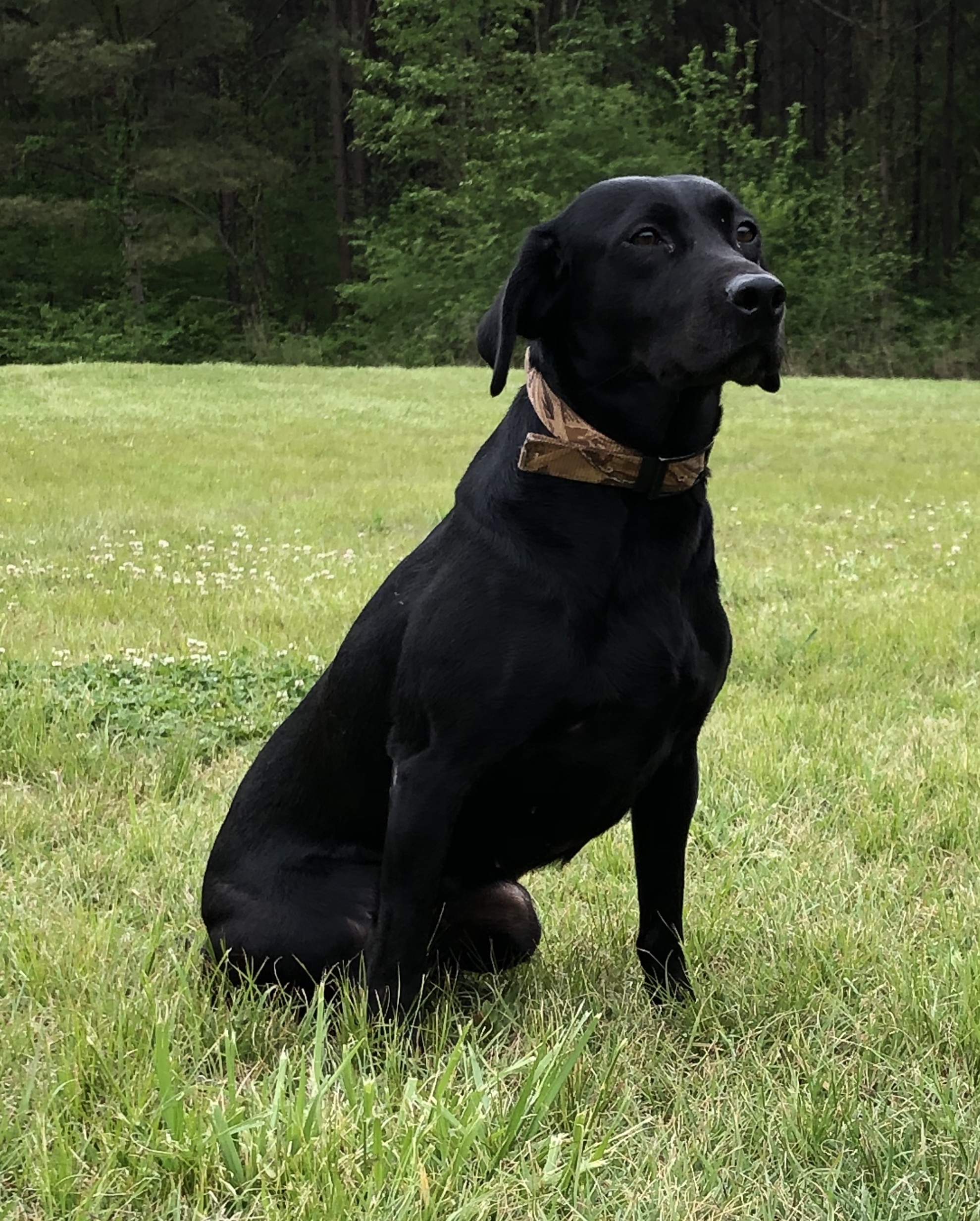 Collum's Dixieland Dynasty | Black Labrador Retriver